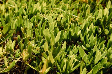 Doğal yeşil dallar yapraklar ve bitkiler doğada
