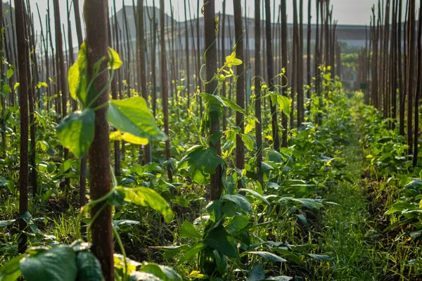 Tarım alanında bitkiler ve yeşil yaprak ekimi