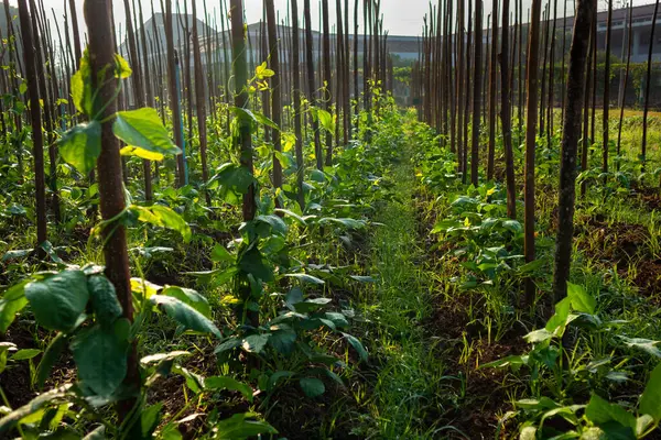 Tarım alanında bitkiler ve yeşil yaprak yetiştirme ekinleri