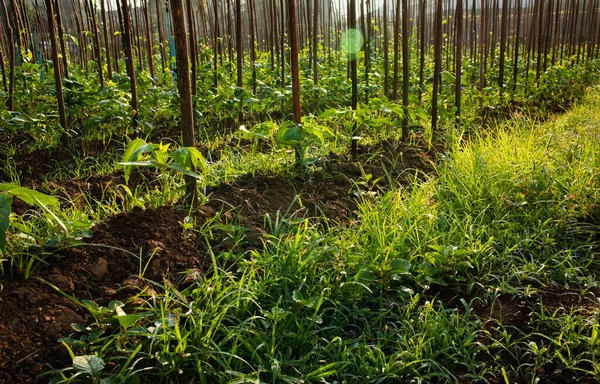 Tarım alanında bitkiler ve yeşil yaprak ekimi