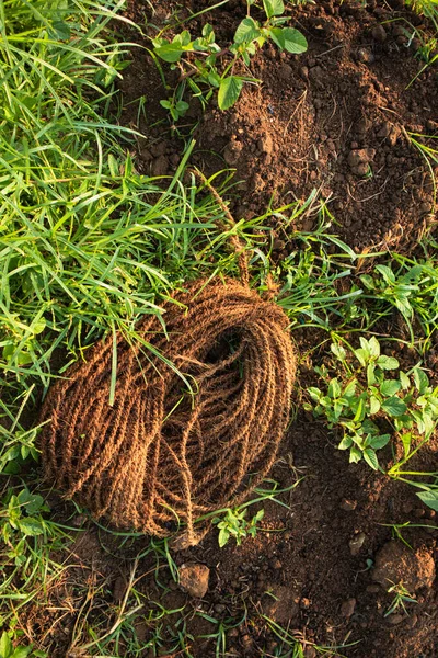 Tarım alanında bitkiler ve yeşil yaprak ekimi