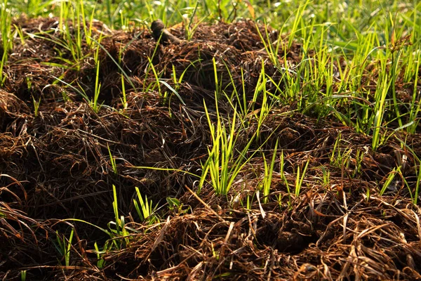 Çimen ve yaprak arkaplan desen fotoğrafı
