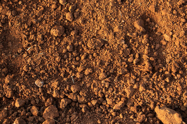 Растения и посевы зеленых листьев в сельском хозяйстве