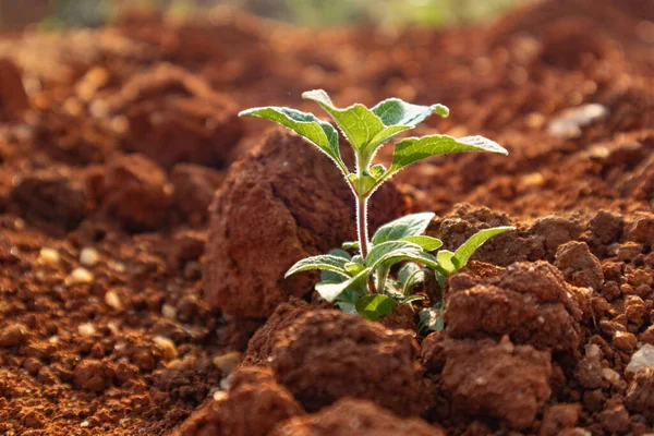 Tarım alanında bitkiler ve yeşil yaprak yetiştirme ekinleri