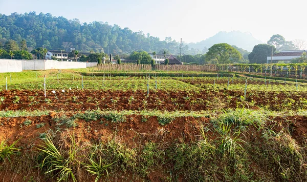Tarım alanında bitkiler ve yeşil yaprak ekimi