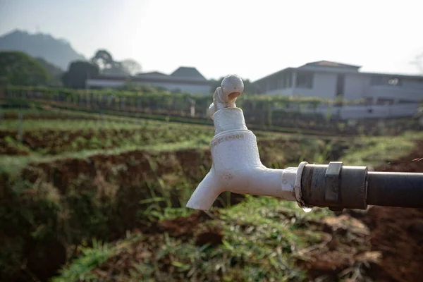 Tarım alanında bitkiler ve yeşil yaprak yetiştirme ekinleri