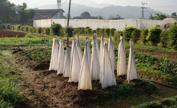 Tarım alanında bitkiler ve yeşil yaprak ekimi