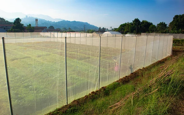 Tarım alanında bitkiler ve yeşil yaprak yetiştirme ekinleri