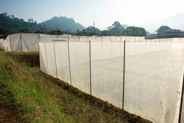 Tarım alanında bitkiler ve yeşil yaprak ekimi