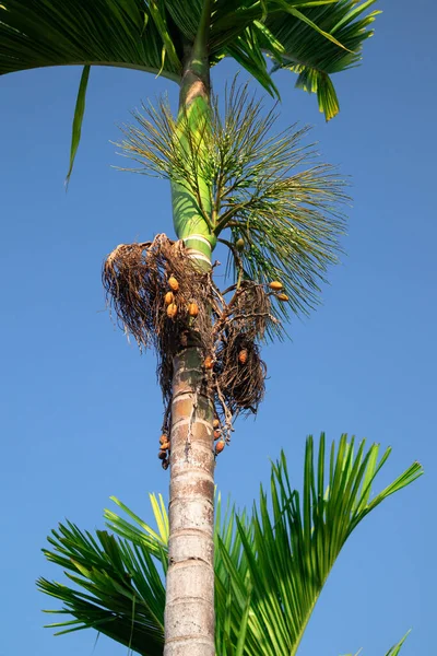 Doğada doğal palmiye ağaçları ve yapraklar