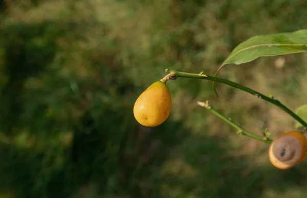 Doğal yeşil dallar yapraklar ve bitkiler doğada