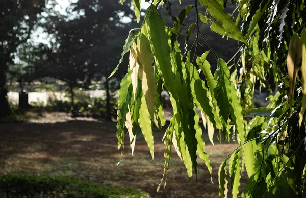 Doğal yeşil dallar yapraklar ve bitkiler doğada