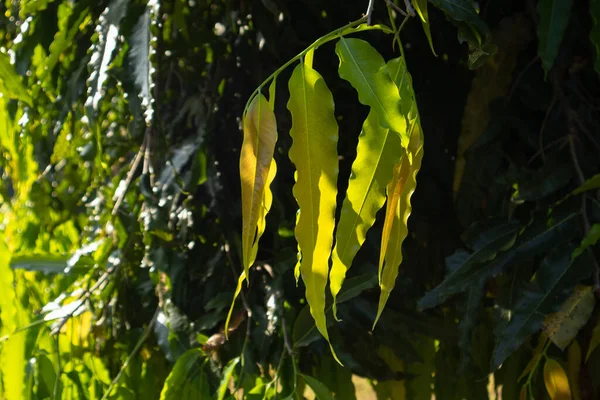 Doğal yeşil dallar yapraklar ve bitkiler doğada