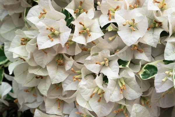 Bir tutam çiçek ve küçük bitkiler doğada