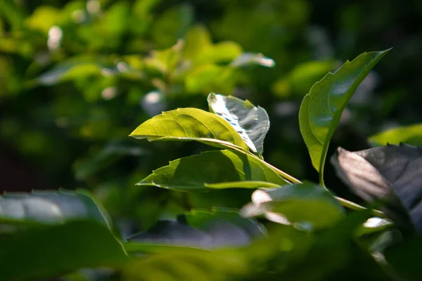 Doğal yeşil dallar yapraklar ve bitkiler doğada