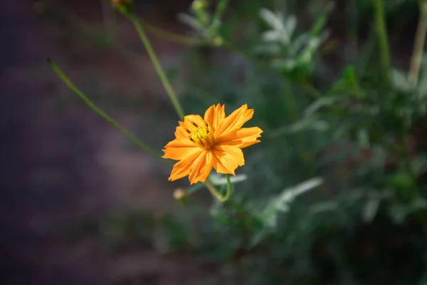 Bir tutam çiçek ve küçük bitkiler doğada