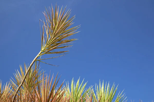 Doğal yeşil dallar yapraklar ve bitkiler doğada