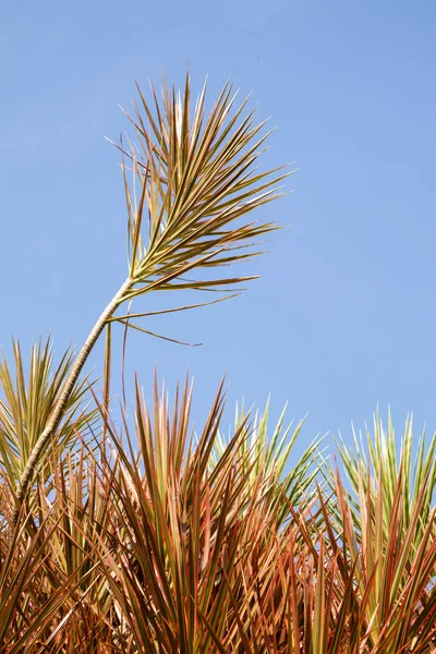 Doğal yeşil dallar yapraklar ve bitkiler doğada