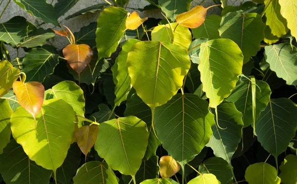 Doğal yeşil dallar yapraklar ve bitkiler doğada