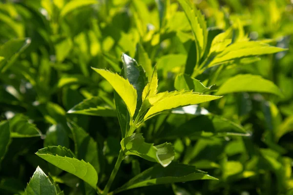 Yeşil Taze Çay bitkileri ve çalılar büyüyor