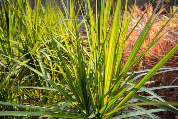 Doğal yeşil dallar yapraklar ve bitkiler doğada