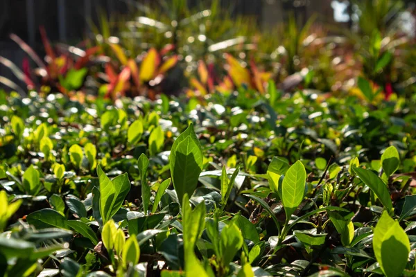 Yeşil Taze Çay bitkileri ve çalılar büyüyor
