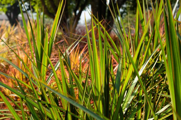 Doğal yeşil dallar yapraklar ve bitkiler doğada