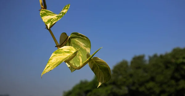Doğal yeşil dallar yapraklar ve bitkiler doğada