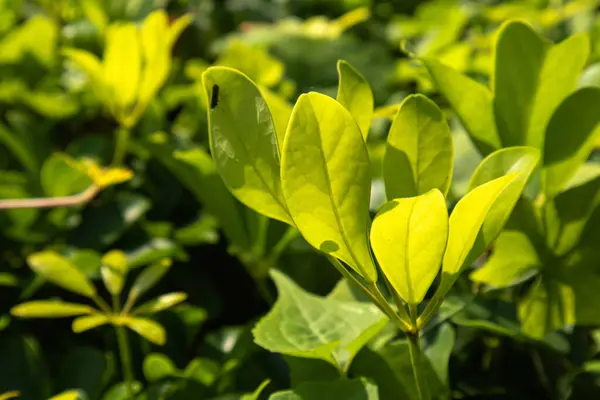 Yeşil Taze Çay bitkileri ve çalılar büyüyor