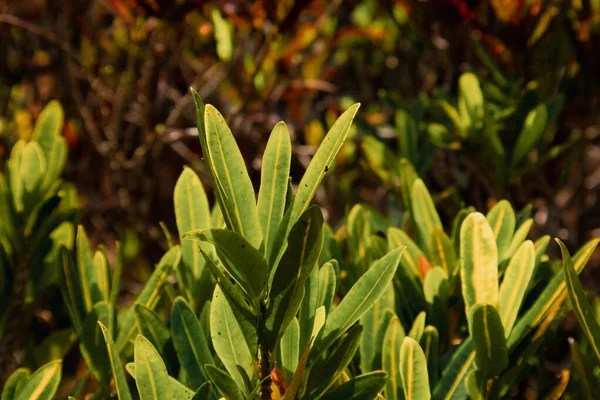 Doğal yeşil dallar yapraklar ve bitkiler doğada