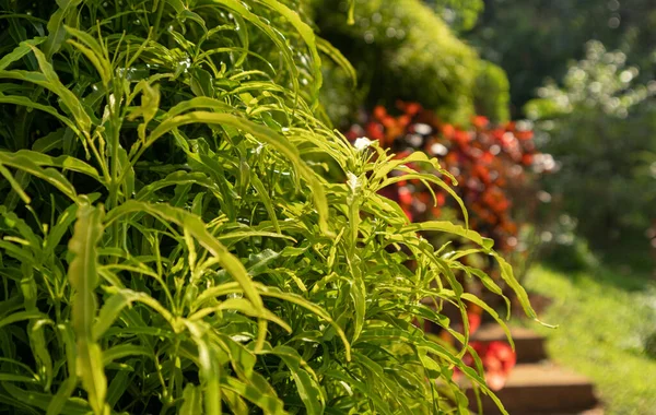 Doğal yeşil dallar yapraklar ve bitkiler doğada