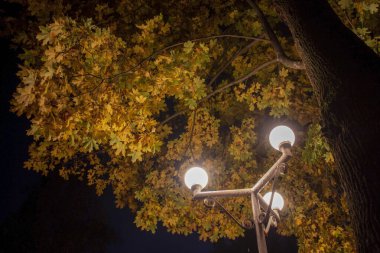 Fenerli ve yapraklı bir gece parkı.