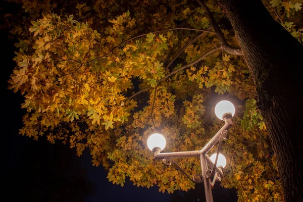 Parque noturno com lanternas e folhas caídas — Fotografia de Stock