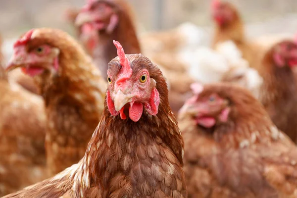 Red Chickens Selective Focus Blurred Background — Stock Photo, Image