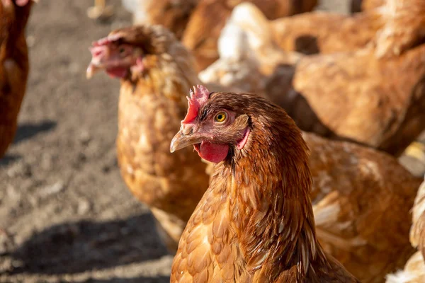 Gallinas Ponedoras Rojas Calle — Foto de Stock