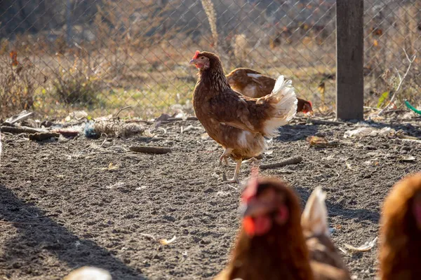 Gallinas Ponedoras Rojas Calle — Foto de Stock