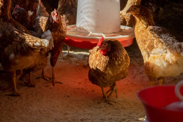 Kırmızı Tavukları Besleyicinin Yanına Bırakıyor — Stok fotoğraf