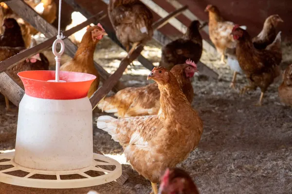 Gallinas Ponedoras Rojas Cerca Del Comedero — Foto de Stock