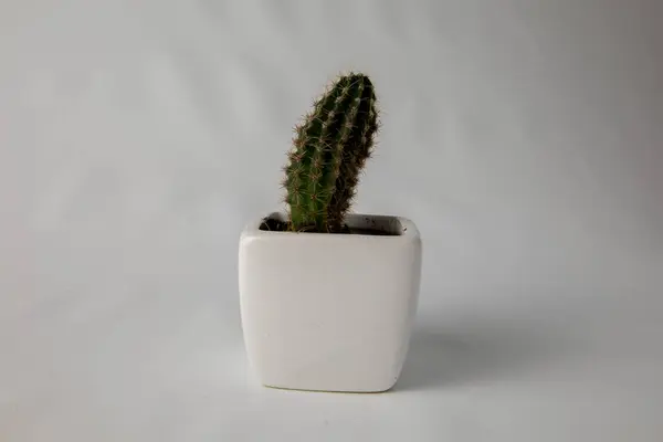 Kaktus Bílém Džbánu Bílém Pozadí — Stock fotografie