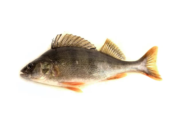 Freshwater Perch Isolated White — Stock Photo, Image