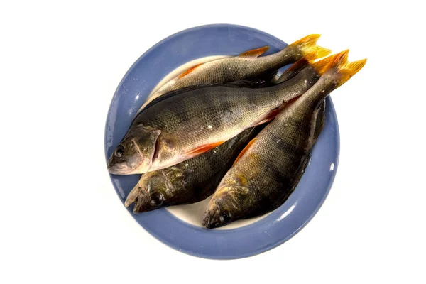 Freshwater Fish River Perch Plate Isolated White — Stock Photo, Image