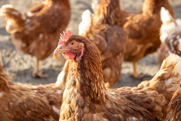 Gallinas Ponedoras Rojas Patio Enfoque Selectivo — Foto de Stock