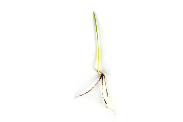 白に孤立した若い小麦の根を持つ茎 — ストック写真