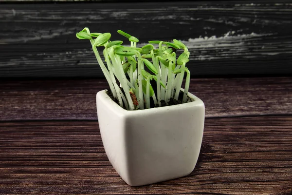 Gekweekte komkommerzaden in een witte pot. — Stockfoto