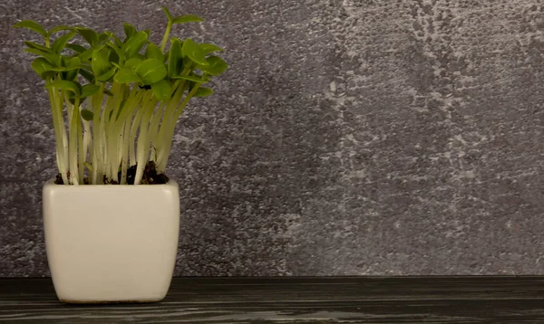 Gekweekte komkommerzaden in een witte pot. — Stockfoto