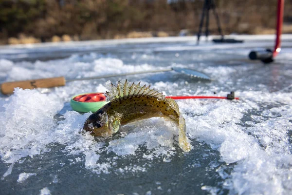 Pesce rubino ghiacciato. Pesca invernale. — Foto Stock