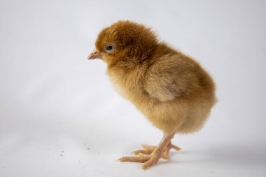Beyaz bir arka plan üzerinde küçük tavuk