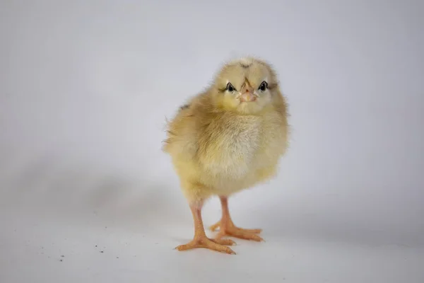 Μικρή Κοτόπουλο Λευκό Φόντο — Φωτογραφία Αρχείου