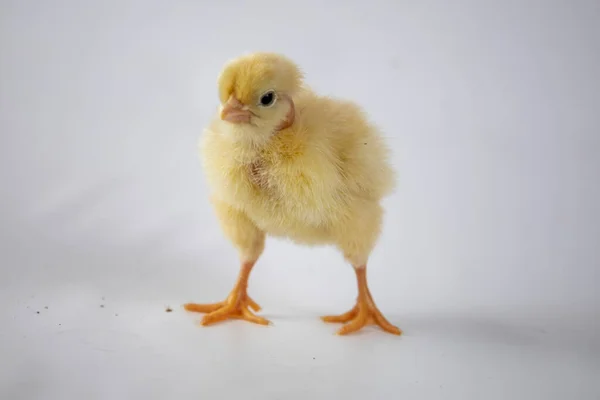 Lilla Kycklingen Vit Bakgrund — Stockfoto