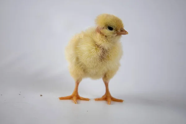 Mały Kurczak Białym Tle — Zdjęcie stockowe